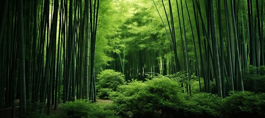 Captivating and serene bamboo forest habitat with enchanting sections and breathtaking views