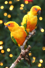 Sun parakeets (Aratinga solstitialis) close up view