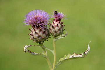 close - up of a purple flower with bee