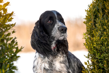 A charming hunting spaniel in winter. Portrait of Black and white dog on the background of a winter field and boxwood bushes.  Breeds of hunting dogs.