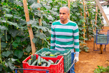 Confident hispanic horticulturist carrying handcart with crop of organic cucumbers freshly...