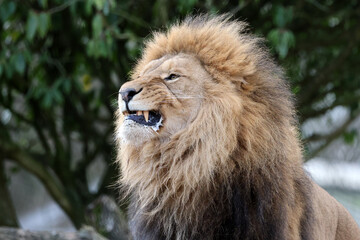 Lion (Panthera Leo) close up view - 712755728