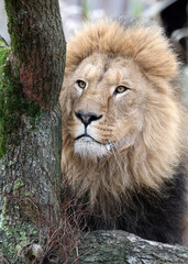 Lion (Panthera Leo) close up view