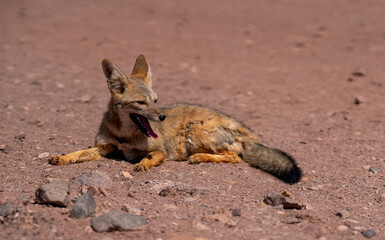 desert fox in northern Chile