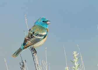 Lazuli Bunting, named for their blue color, which resembles the vibrant gemstone Lapis lazuli, perches on sagebrush and sings his courtship song