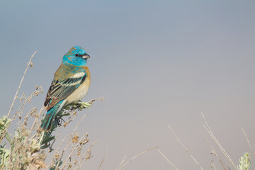 Lazuli Bunting, named for their blue color, which resembles the vibrant gemstone Lapis lazuli,...