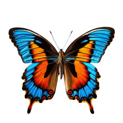Exquisite Butterfly Isolated on Transparent Background - High-Resolution Illustration