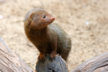 Close up of tropical mongoose