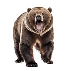 Powerful Grizzly Bear Roaring - Isolated on Transparent Background