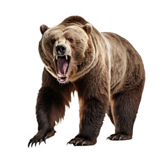 Fototapeta premium Majestic Grizzly Bear Roar Isolated on Transparent Background - Royalty-Free Wildlife Illustration