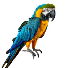Fototapeta premium Vibrant Full Body Blue and Yellow Macaw Isolated on Transparent Background