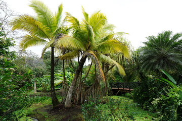 Coconut palm trees on a sunny day on a tropical Pacific Island