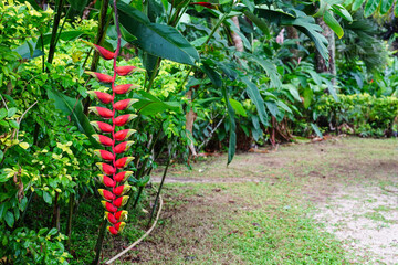 A crabs-claw Heliconia flower on the tropical island of Rarotonga