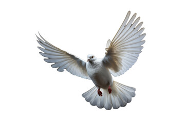 Serene White Dove Isolated on Transparent Background - Peaceful Bird Illustration