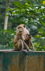 Mom or mother of Long Tail monkey bring her son above building