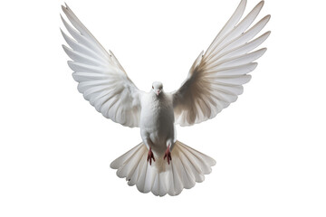 Elegant White Dove Isolated on Transparent Background - High Resolution Image