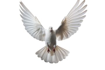 Elegant White Dove Isolated on Transparent Background - High Resolution Image