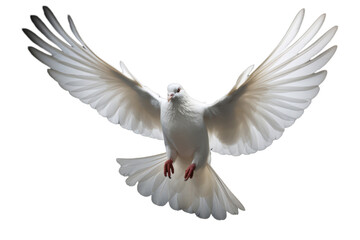 Serene White Dove on Transparent Background - High-Quality Illustration
