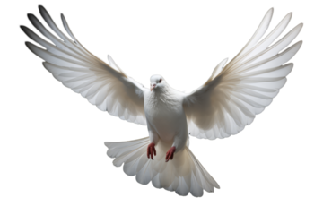 Serene White Dove on Transparent Background - High-Quality Illustration