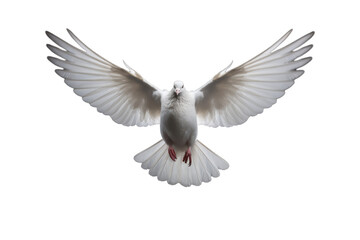 Pure White Dove Isolated on Transparent Background - Peaceful Bird Clipart