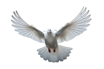 Serene White Dove Isolated on Transparent Background - Peaceful Bird Clipart