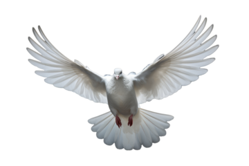 Serene White Dove Isolated on Transparent Background - Peaceful Bird Clipart