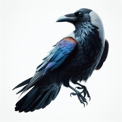 Fototapeta premium Raven isolated on white background Corvus corax. Halloween - flying bird. silhouette of a large black bird cut on a White background, Cuervo, ворон.