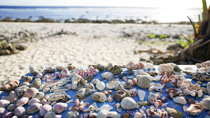 A collection of seashells on a table on a tropical beach