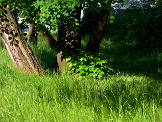 drzewo © Indistinctivum