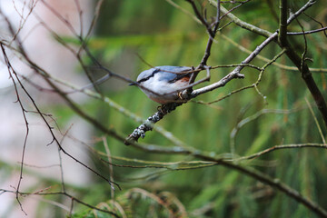 A small plump bird with a long beak sits on a branch