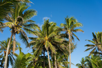 Fototapeta na wymiar Coconut palm trees on a sunny day on a tropical Pacific Island