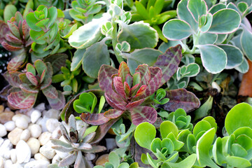 Beautiful leaves of succulent plant