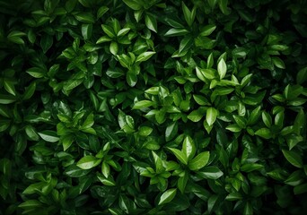 Fototapeta na wymiar green leaves background, Small green leaves texture background with beautiful pattern. Clean environment. Ornamental plant in the garden.