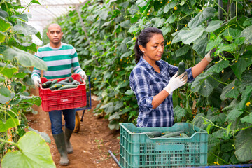 Focused Latina working in farm glasshouse in spring, harvesting fresh green cucumbers. Growing of...