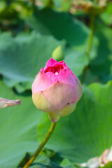 Pink lotus flower in pond with green leaves. Lotus lake, beautiful nature background.