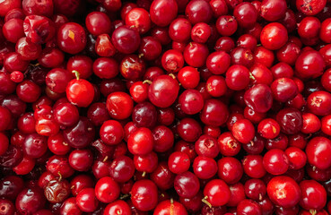 Close-up of cowberry berries. Natural background
