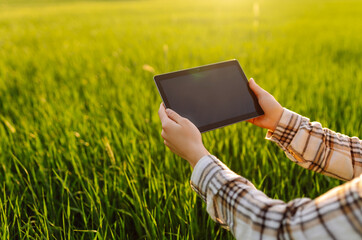 Close-up shot of a farmer with a tablet in his hands. Technologies in farming. Green wheat field. Smart farm