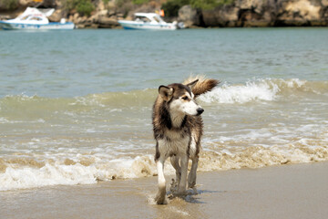 Perro husky jugando en la playa durante el día © caav