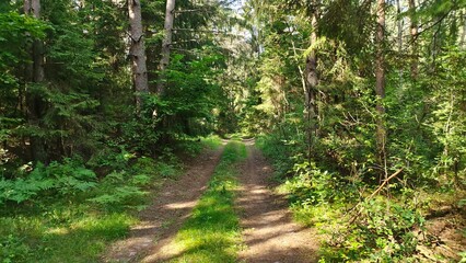 A dirt road with tire tracks runs through a mixed forest under overhanging branches. Moss, grass, pine, spruce and hazel bushes grow along the road. Rays of sunlight shine through the trees. Summer
