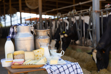 Dairy products - milk, cheese, cottage cheese on the background of cows in the barn