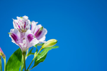 Purple-white variegated flower of the Inca lily against the sky. Space for text. Mystical flower.
