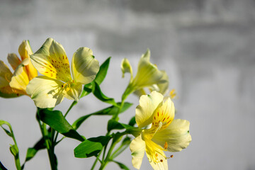 Yellow Inca lilies on blurred gray background, with shallow depth of field and selective focus, copy space for text.