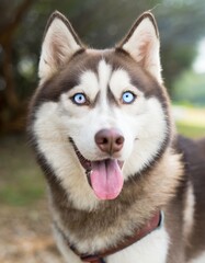 Siberian Husky dog