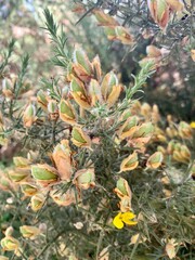Obraz premium Close-Up of Gorse Bush with Fading Yellow Flowers
