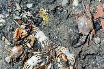 close-up of several dead crabs thrown into the sand of a river.