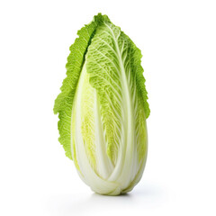 Napa cabbage isolated on white background