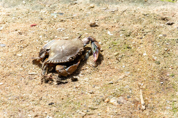 close-up of a crab in the sand of a river.