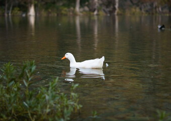 white duck swimming in the lake