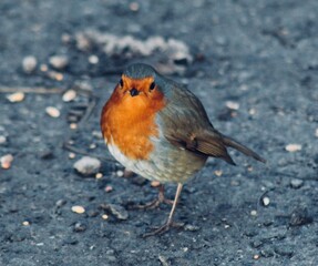 robin in winter