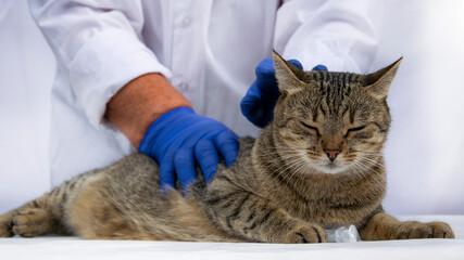 Pro hands of a veterinarian and a gray cat with a disposable syringe. Examination of the pet before vaccination.